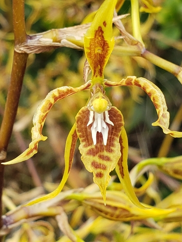 Cyrtochilum pardinum