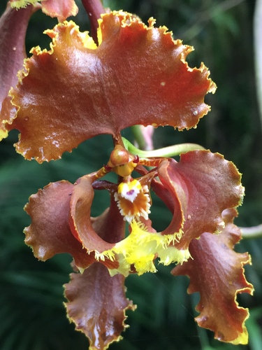 Cyrtochilum serratum