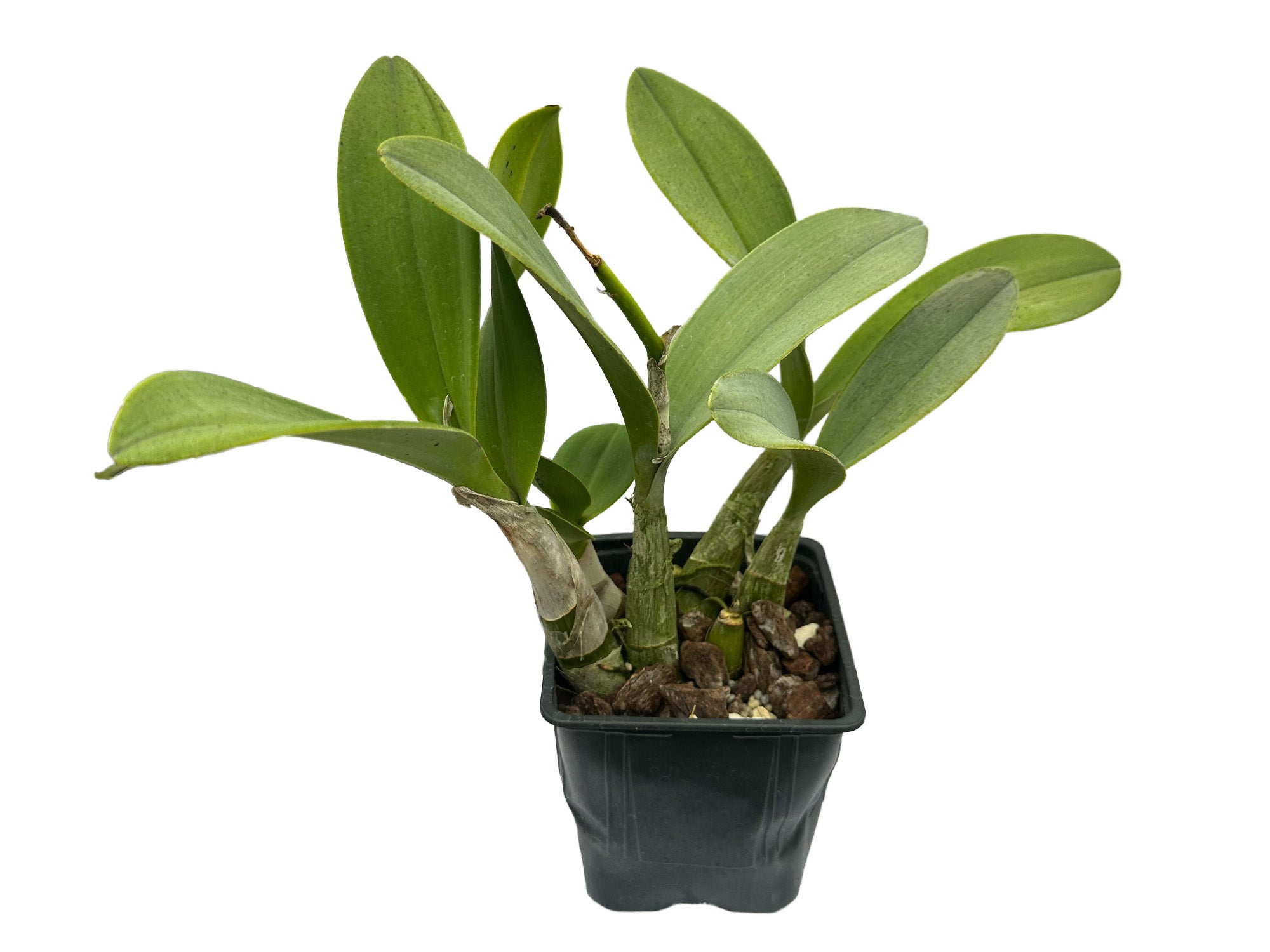 Dendrobium speciosum var. blackdownense