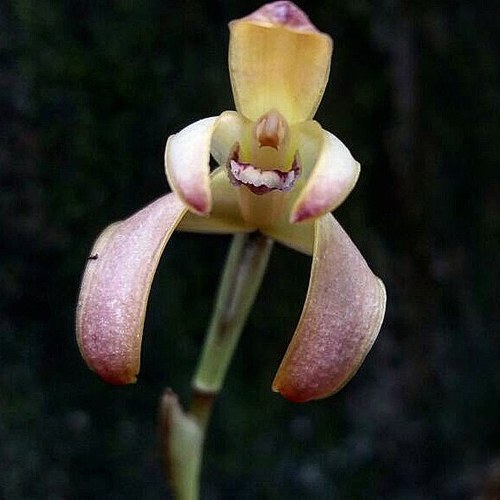 Maxillaria porrecta