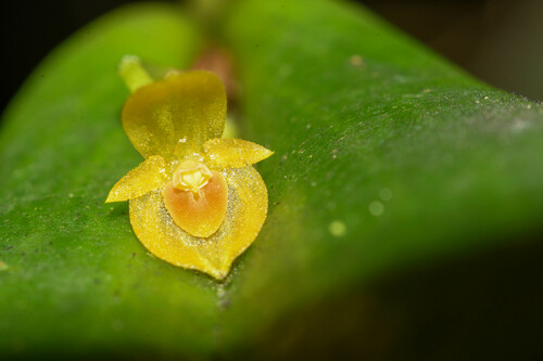 Pleurothallis dibolia