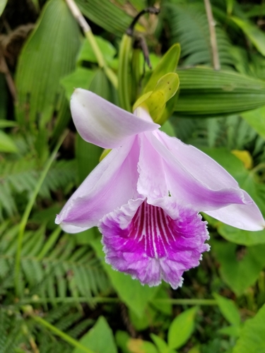 Sobralia rosea
